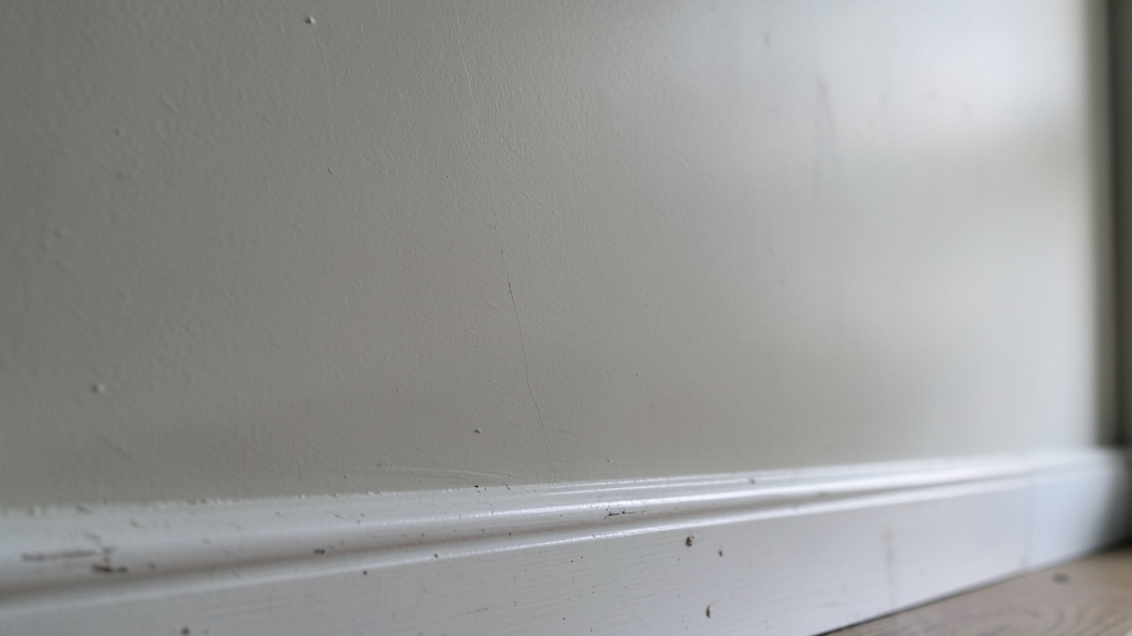 Common Types of Mold in Belleair Shores Homes and How to Treat Them